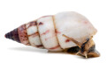 Limicolaria agathina Nigeria adult